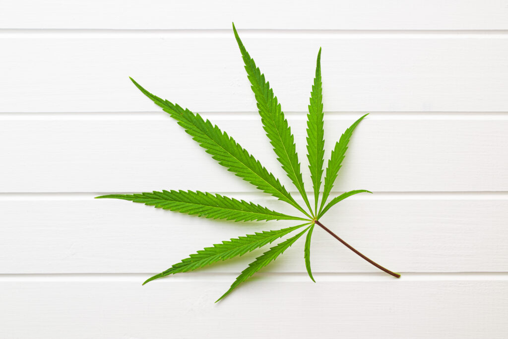 Marijuana cannabis leaf on white table. Top view.